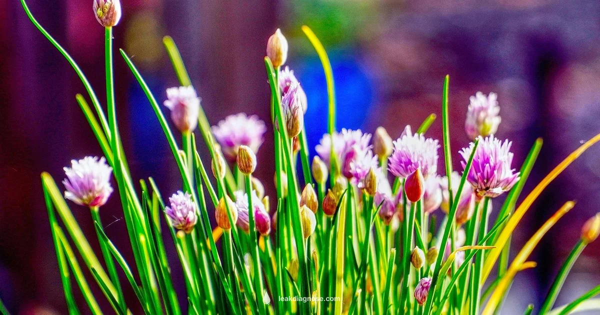 Leek vs Chive - Leak Diagnosis