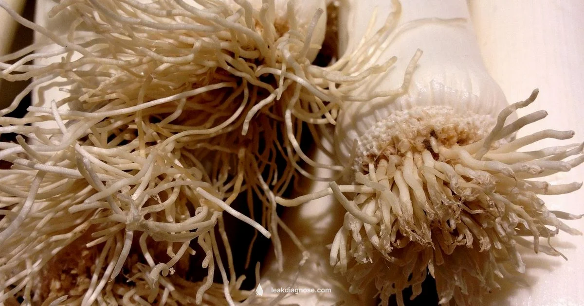 Leek vs Scallion - Leak Diagnosis