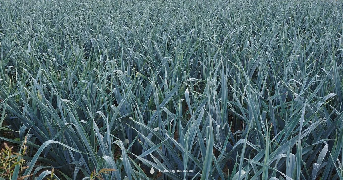 Leek Prep Guide Leek Prep Guide - Leak Diagnosis