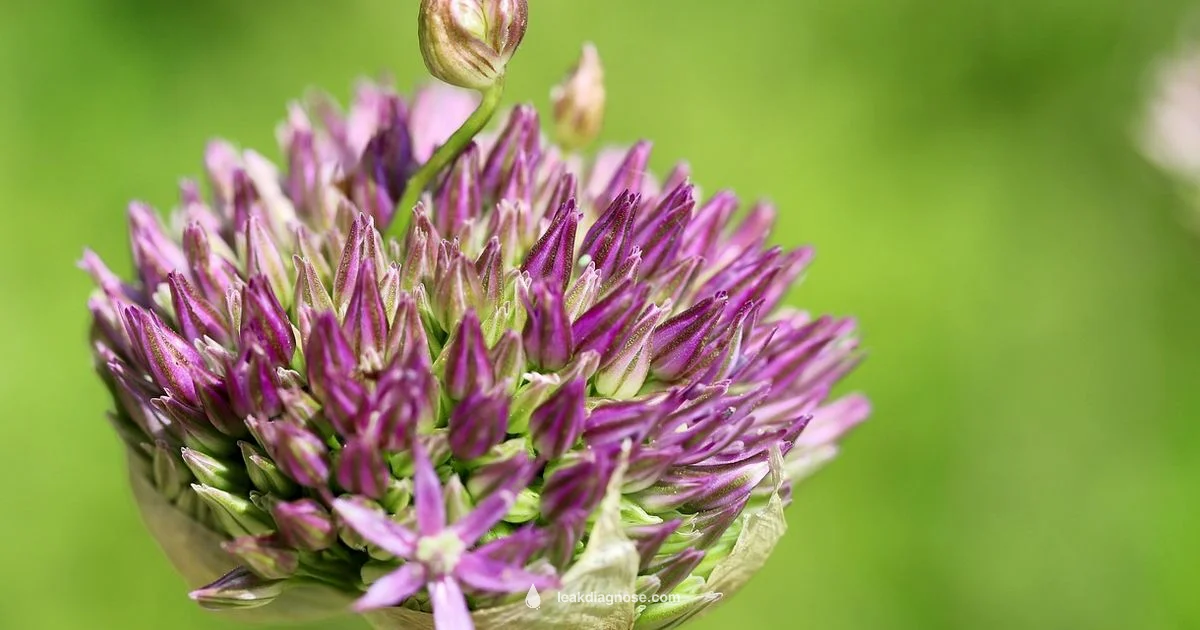 Leek Oil Infusion - Leak Diagnosis