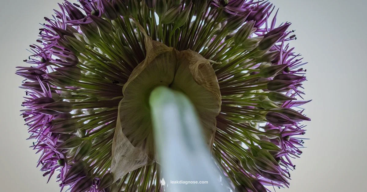 Leek vs Onion Leek vs Onion - Leak Diagnosis