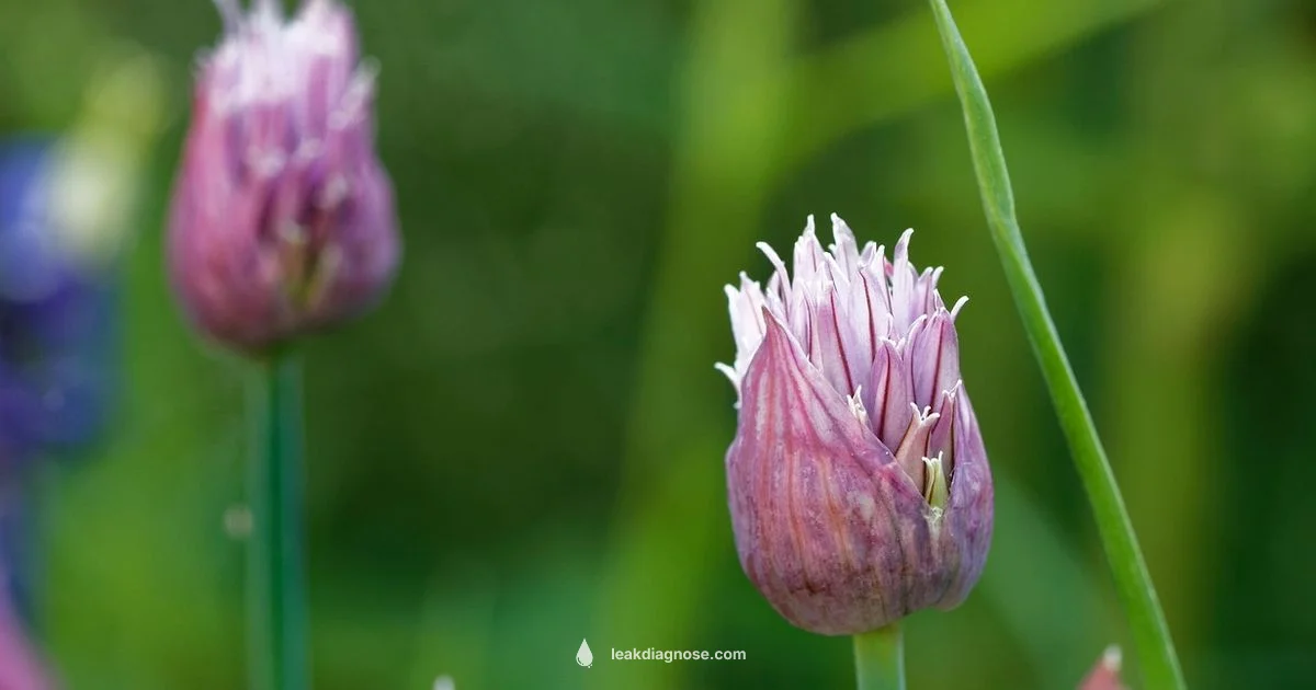 Leek vs Chives - Leak Diagnosis
