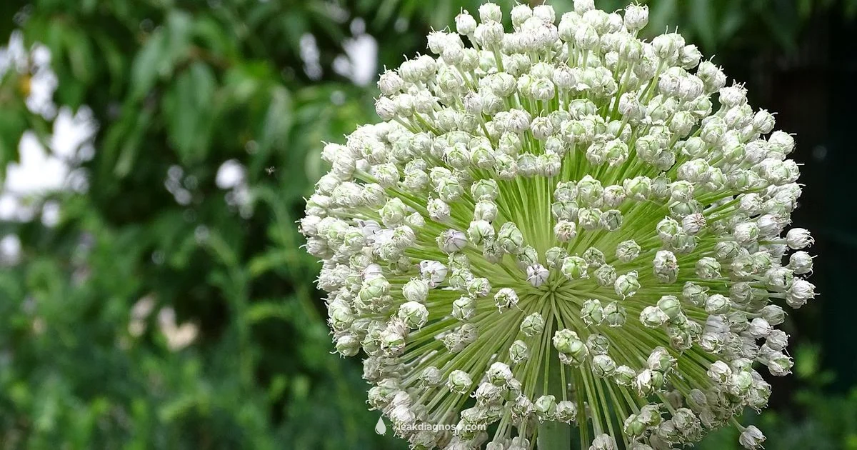 Find Leek Fast Find Leek Fast - Leak Diagnosis