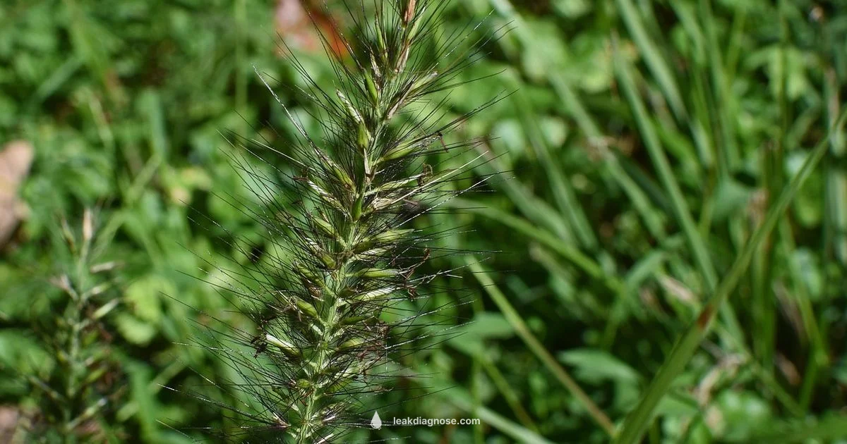 Leek Seed Origins - Leak Diagnosis
