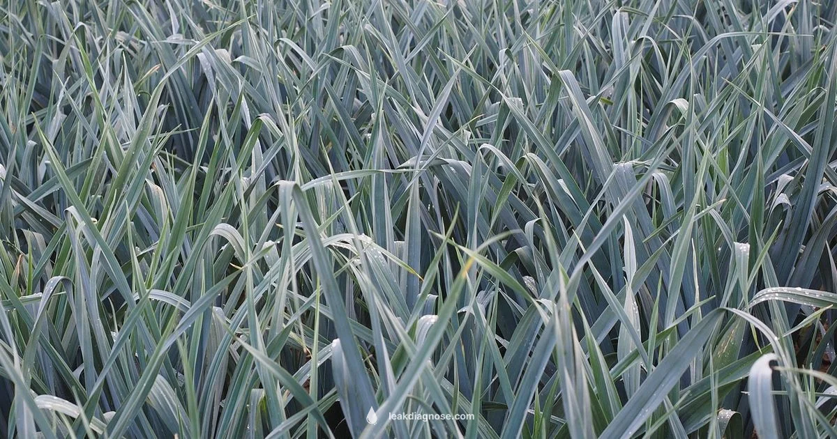 Leek Origins - Leak Diagnosis