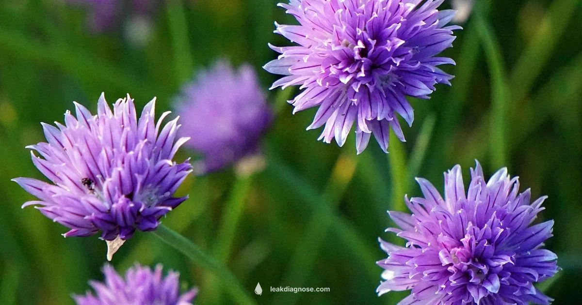 Leek Growing Guide - Leak Diagnosis