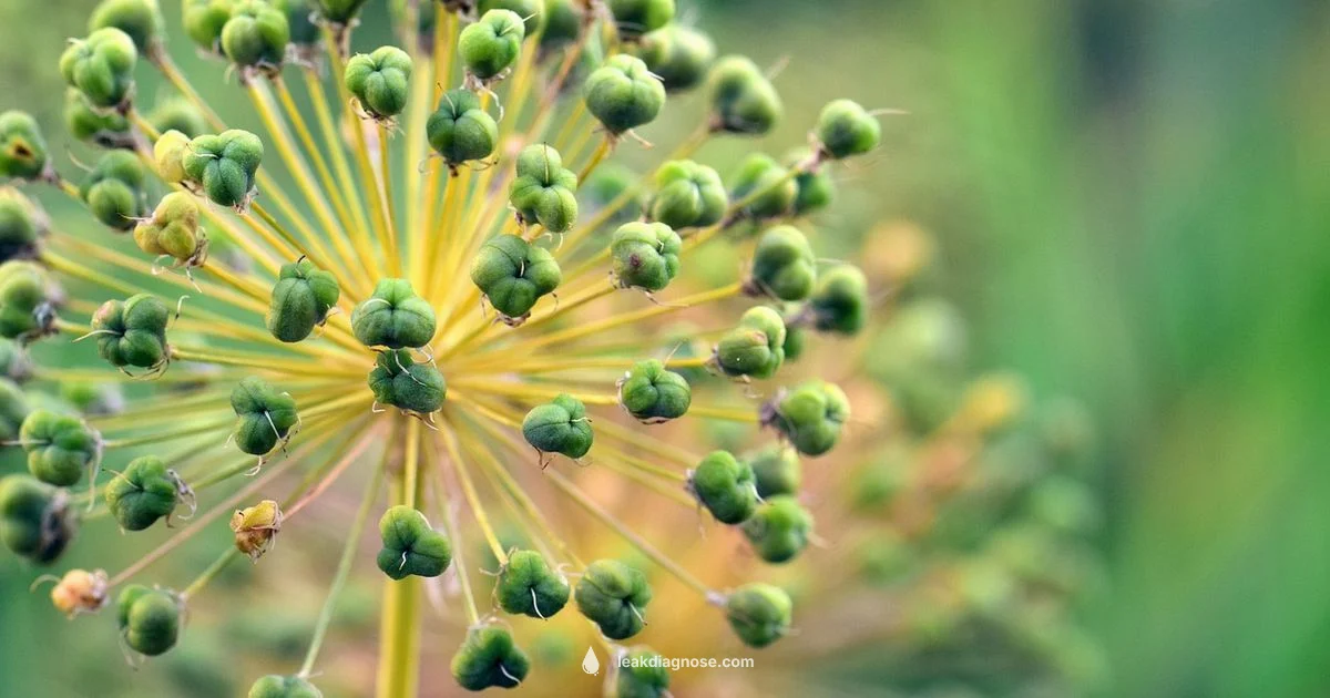 Leek vs Green Onion - Leak Diagnosis