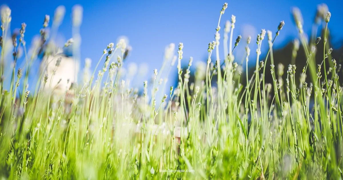 Gut Health Plan - Leak Diagnosis