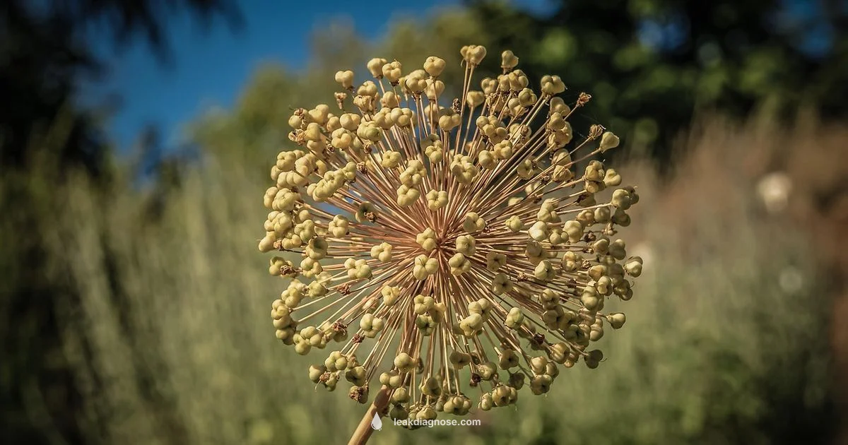 Leek vs Green Onion Leek vs Green Onion - Leak Diagnosis
