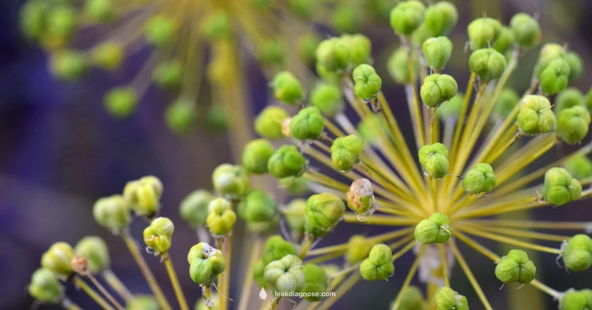 Leek Allium Guide Leek Allium Guide - Leak Diagnosis