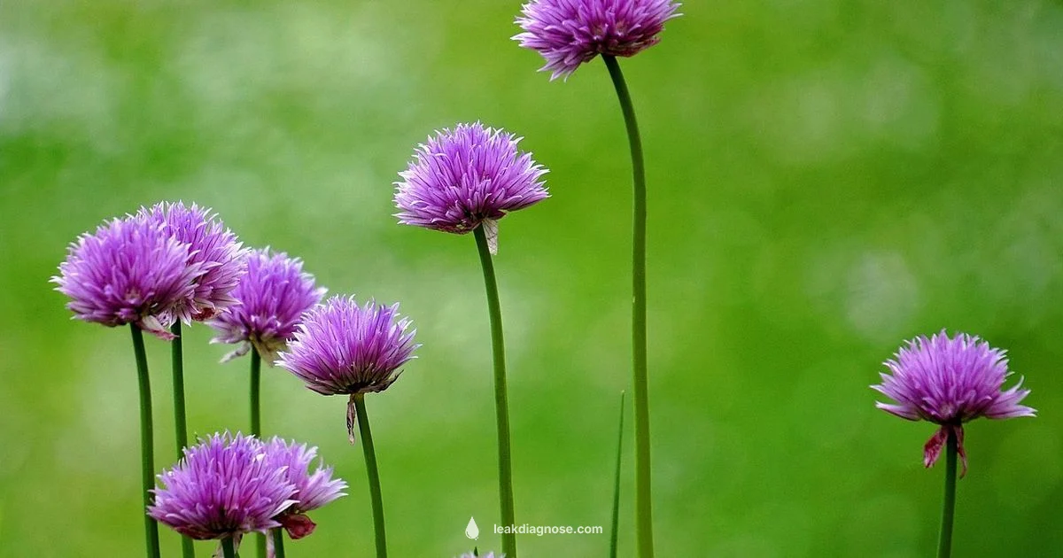 Leek Growth Leek Growth - Leak Diagnosis
